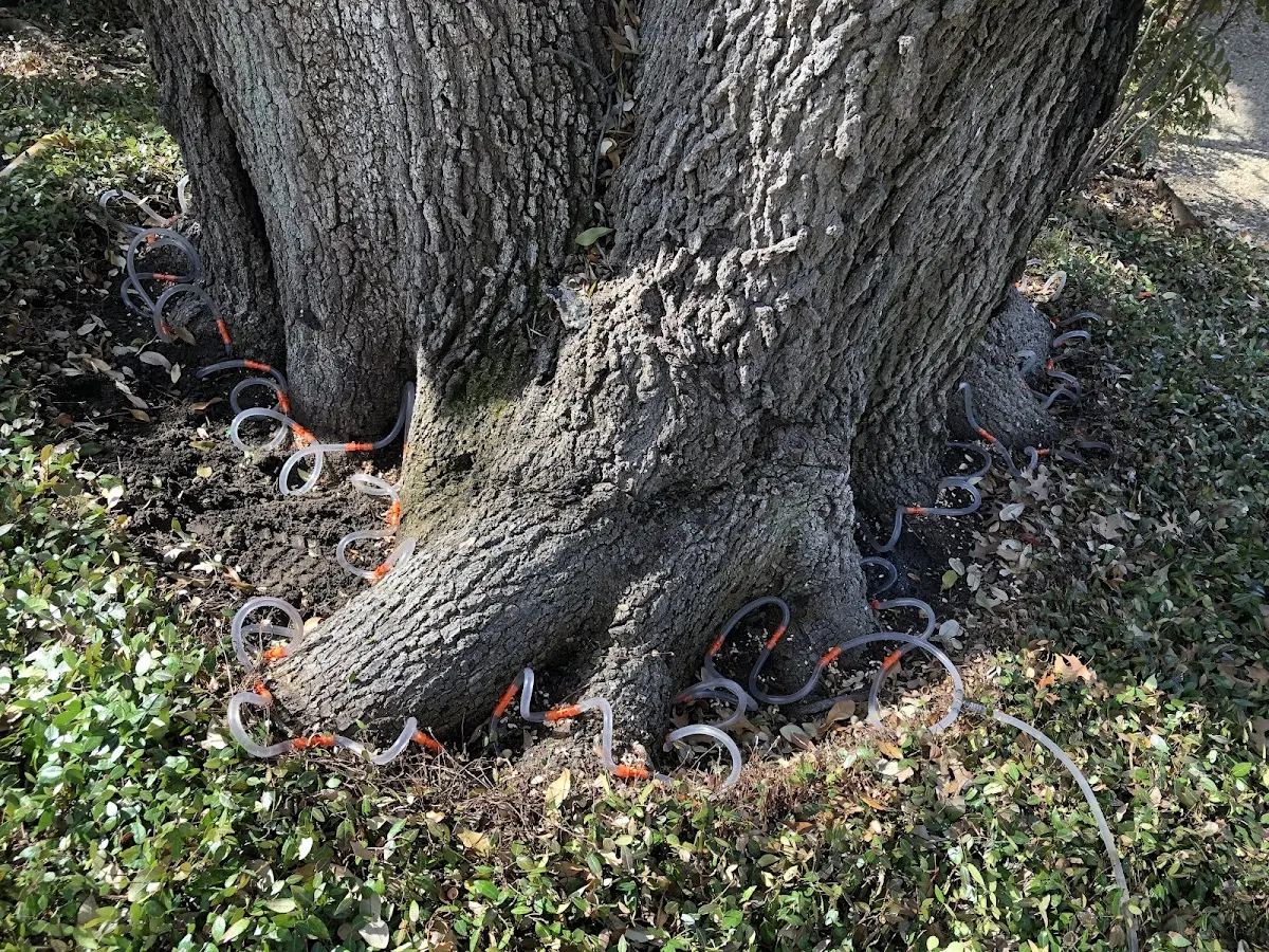 Detailed Tree Cabling and Bracing job site in Tallahassee