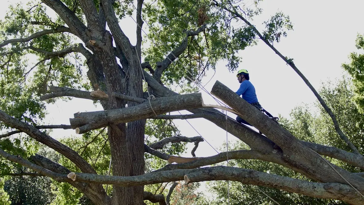 Professional Crown Thinning performed by certified arborists in Tallahassee