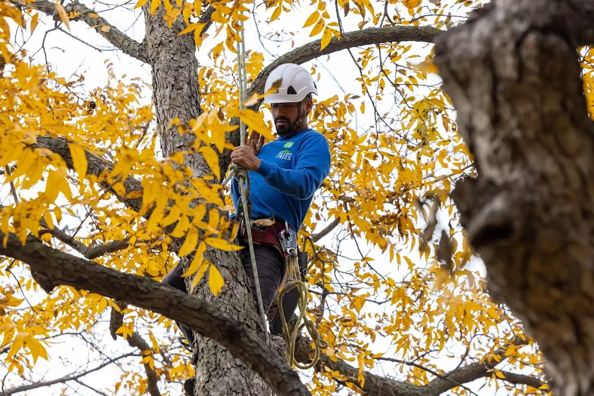 Skilled Tree Trimming crew working in Tallahassee