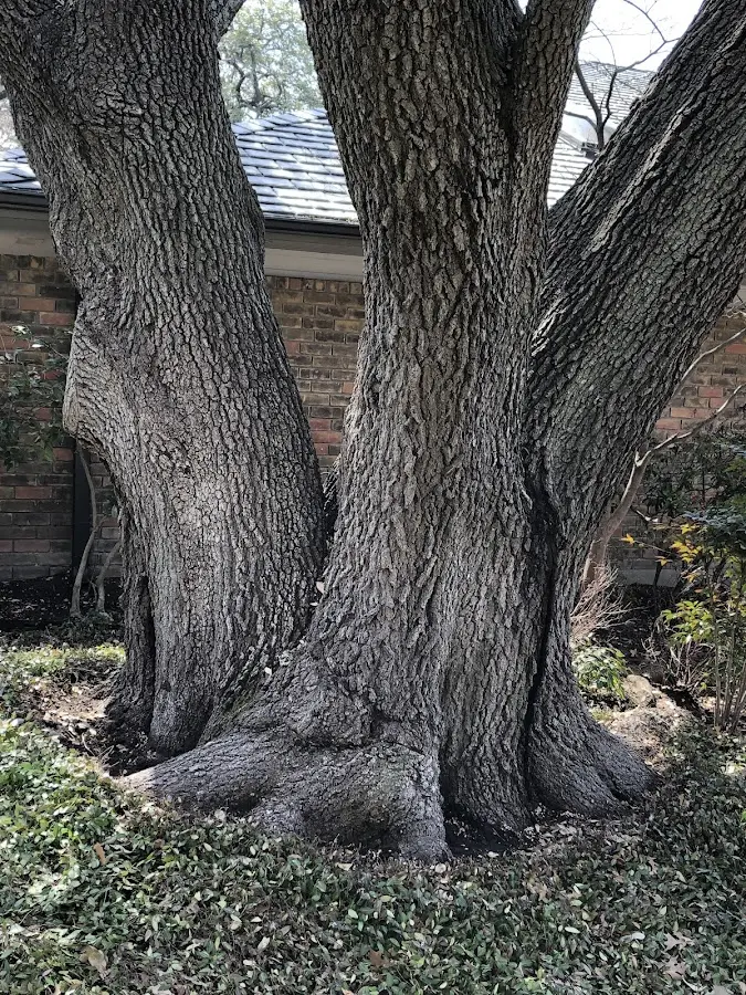 Mature heritage tree close to a Tallahassee property cared for by certified arborists